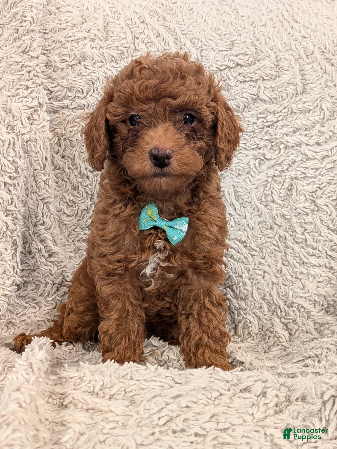 Miniature Poodle dogs for sale: Bingo - Ad 1