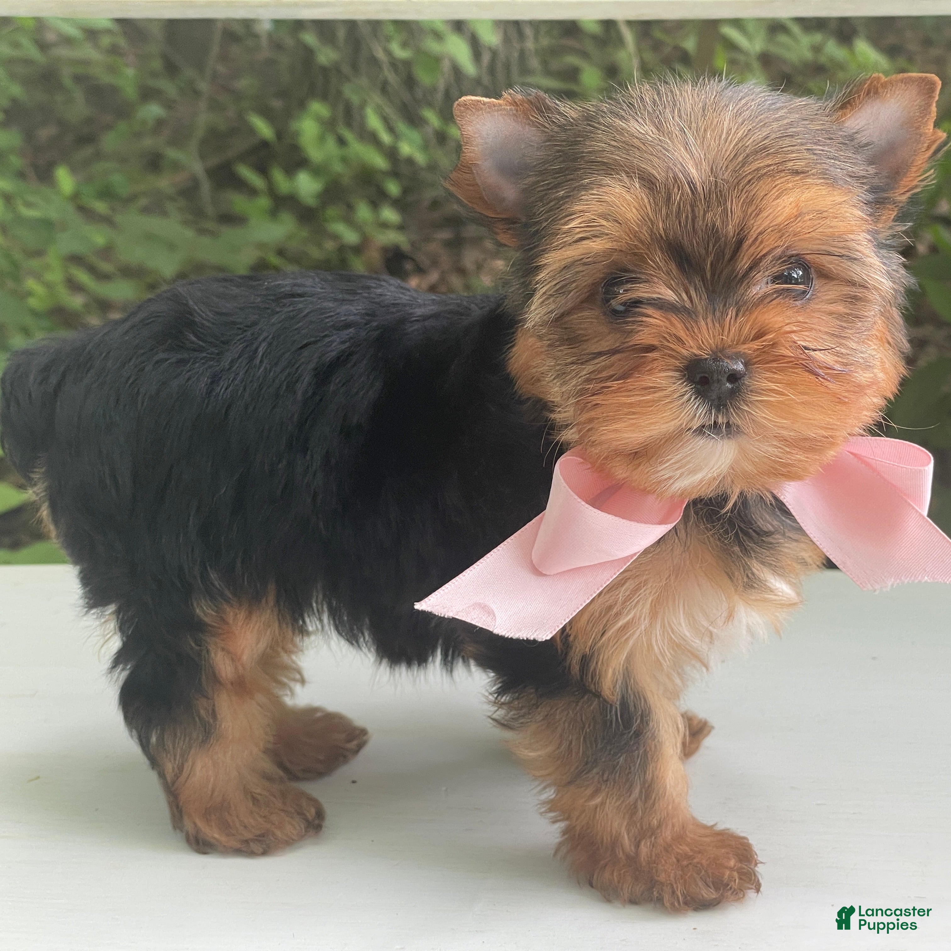 Biewer Terrier dogs Inka - Ad 2