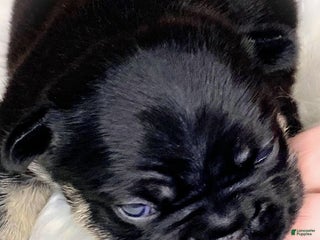 French Bulldog dogs - Ad 1