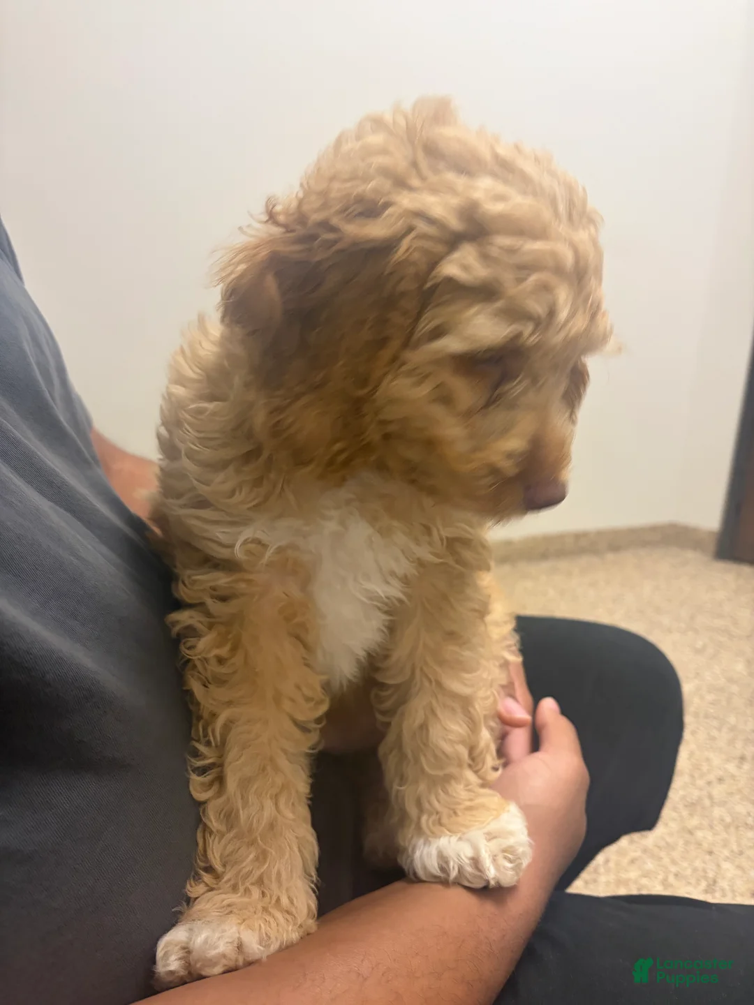 Cockapoo dogs for sale: Cockapoo Puppy 1 - Ad 2