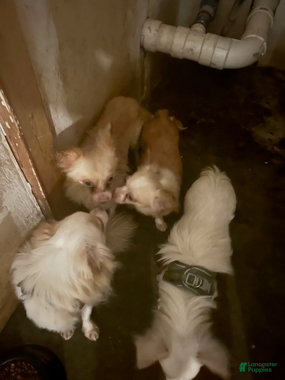 Pomchi dogs for sale: Pomchi Puppy 2 - Ad 4