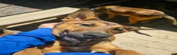 Mixed Breed dogs for sale: Mixed Breed Puppy 3 - Ad 2
