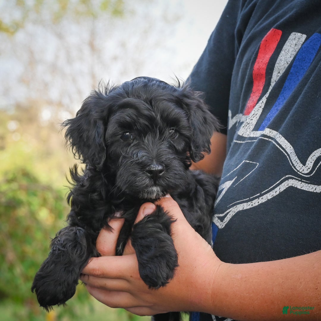 Miniature Poodle dogs for sale: Pete - Ad 1