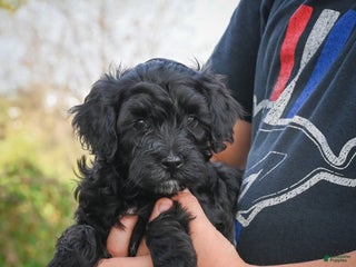 Miniature Poodle dogs for sale: Pete - Ad 1