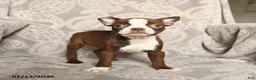 Boston Terrier dogs for sale: Jasmine - Ad 3
