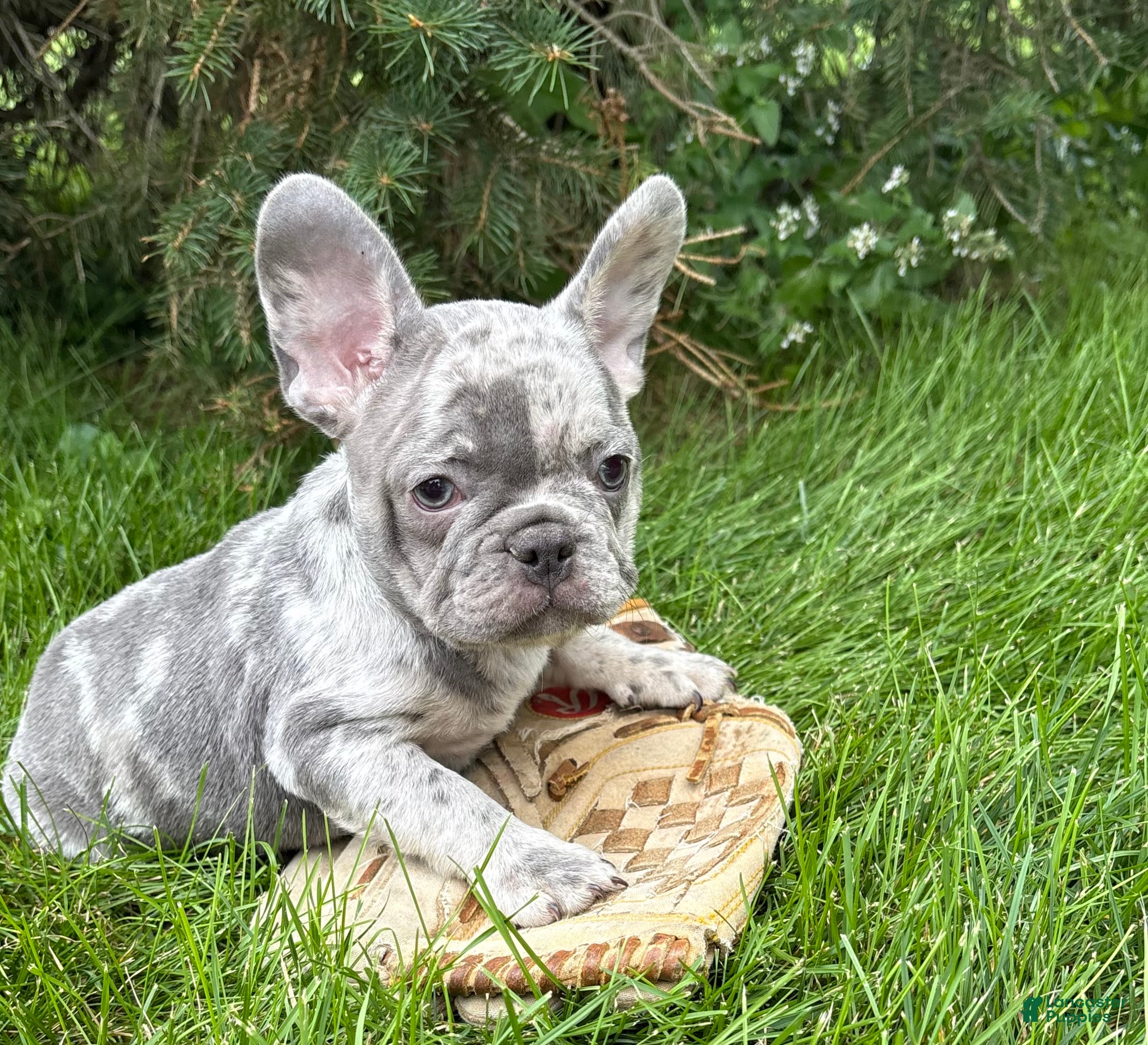 French Bulldog dogs Cyrus - Ad 1