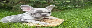 Cyrus