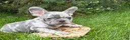 French Bulldog dogs for sale: Cyrus - Ad 1