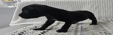 Cane Corso 4