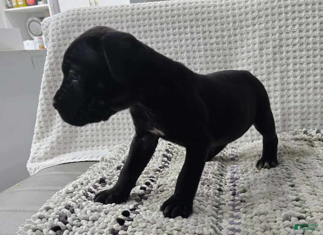 Cane Corso dogs for sale: Cane Corso 4 - Ad 1