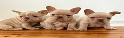 French Bulldog dogs for sale: Tiny - Ad 9