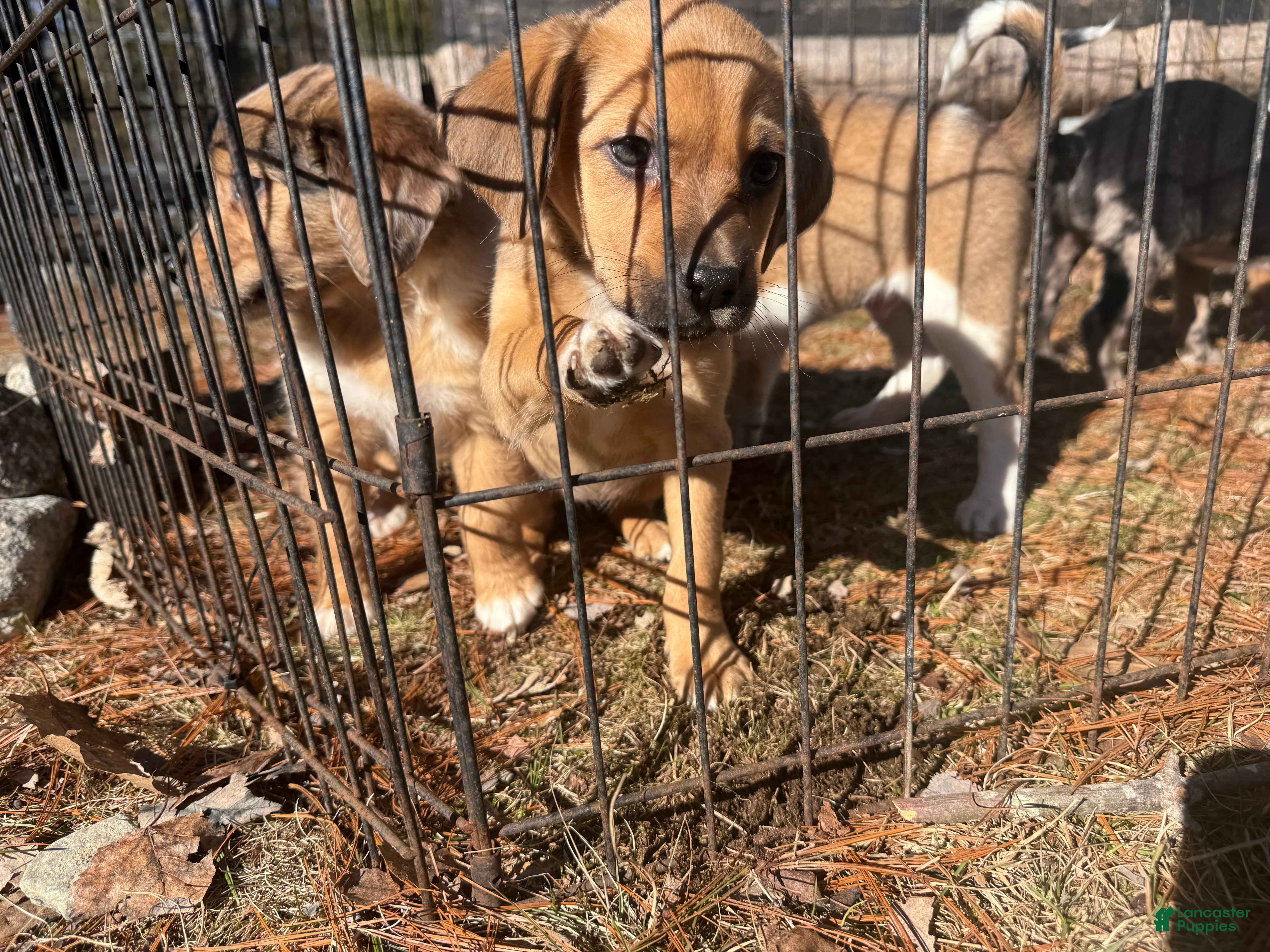 Mixed Breed dogs Mixed Breed Puppy 5 - Ad 19