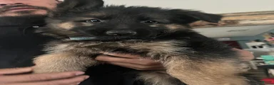 German Shepherd Puppy 6