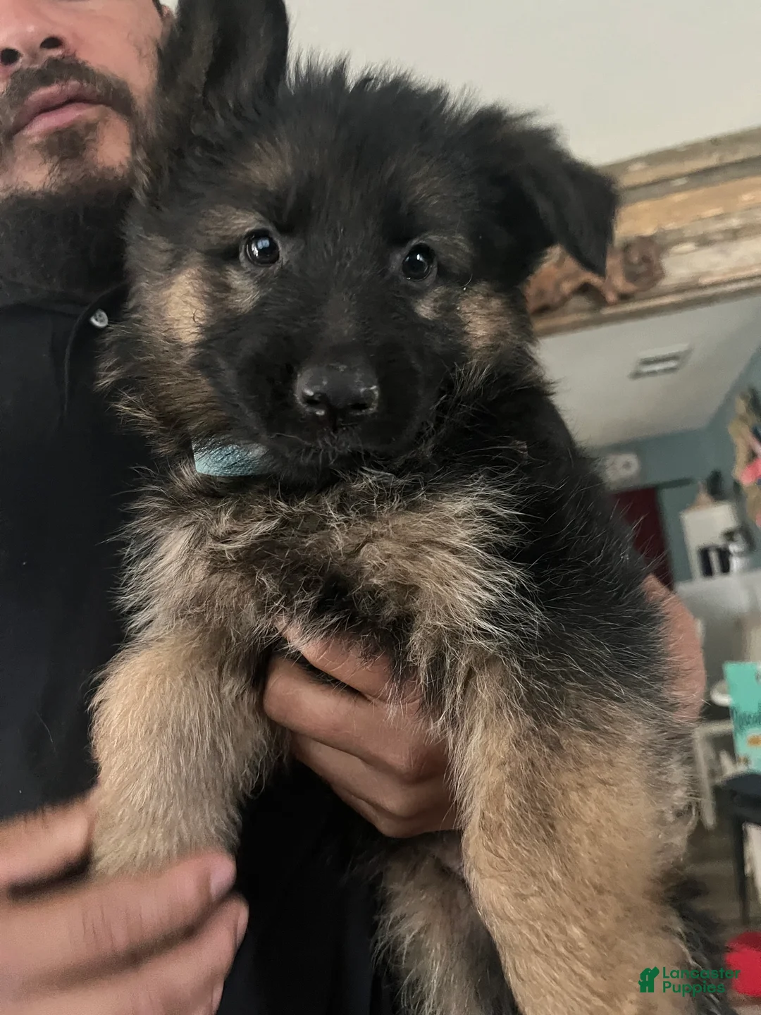 German Shepherd dogs for sale: German Shepherd Puppy 6 - Ad 1