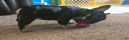 French Bulldog dogs for sale: Lucy - Ad 15