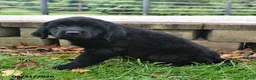 Labrador Retriever dogs for sale: Roxie - Ad 2