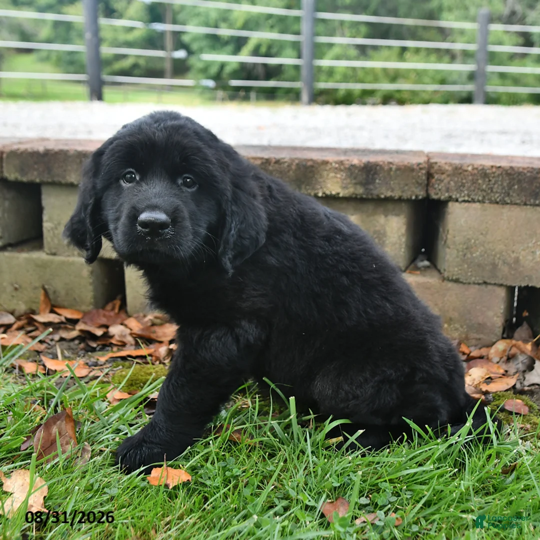 Labrador Retriever dogs for sale: Roxie - Ad 2