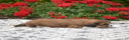 Mixed Breed dogs for sale: Birch - Ad 5