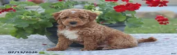 Miniature Poodle dogs for sale: Nathan - Ad 4
