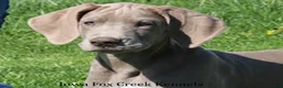 Great Dane dogs for sale: Great Dane 2 - Ad 12