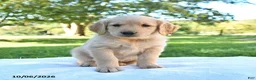 Golden Retriever dogs for sale: Annie - Ad 4