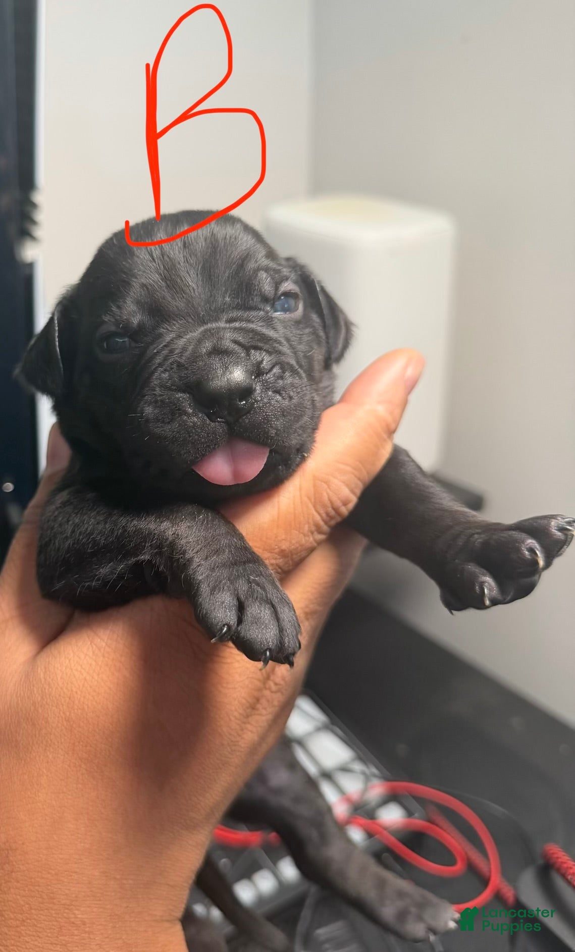 Cane Corso dogs Max - Ad 1