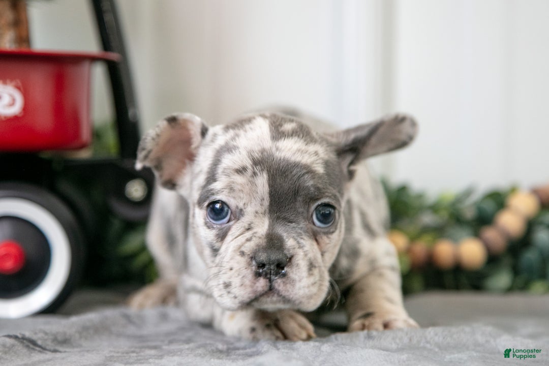 Mixed Breed dogs for sale: Mila - Ad 3