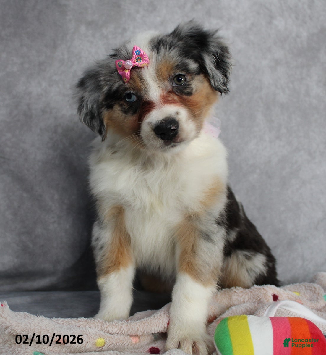 Australian Shepherd dogs Poppy - Ad 4