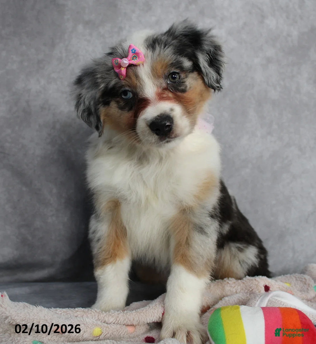 Australian Shepherd dogs for sale: Poppy - Ad 1