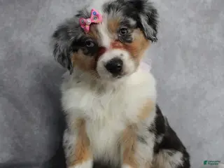 Australian Shepherd dogs Poppy - Ad 4