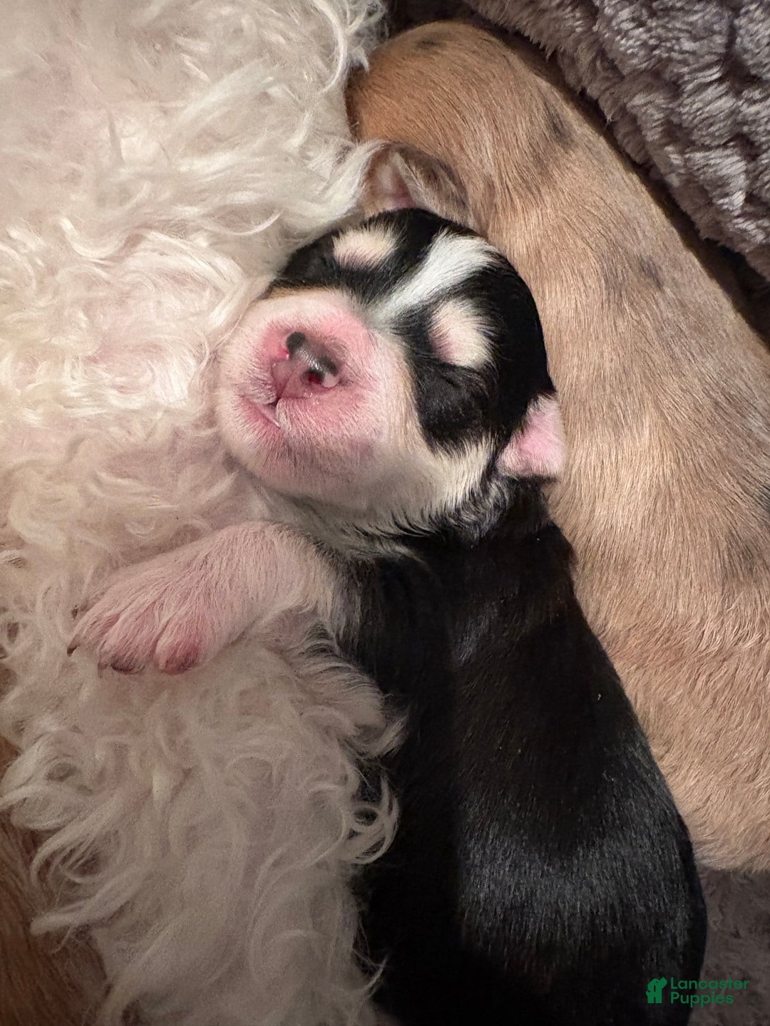 Mixed Breed dogs for sale: Amour - Ad 5