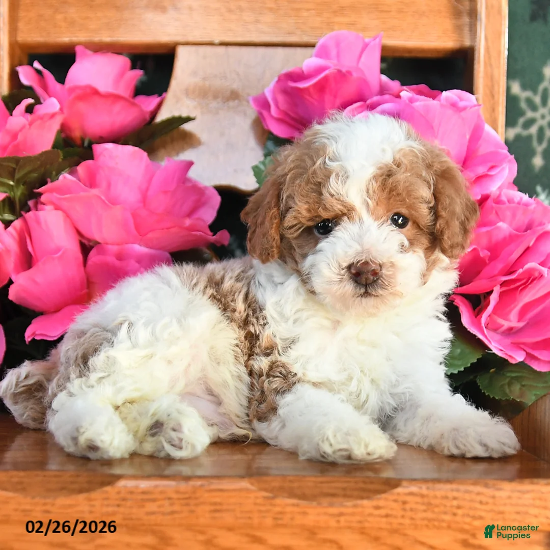 Toy Poodle dogs for sale: Rocky - Ad 3