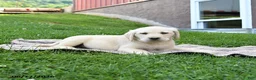 Labrador Retriever dogs for sale: George - Ad 4