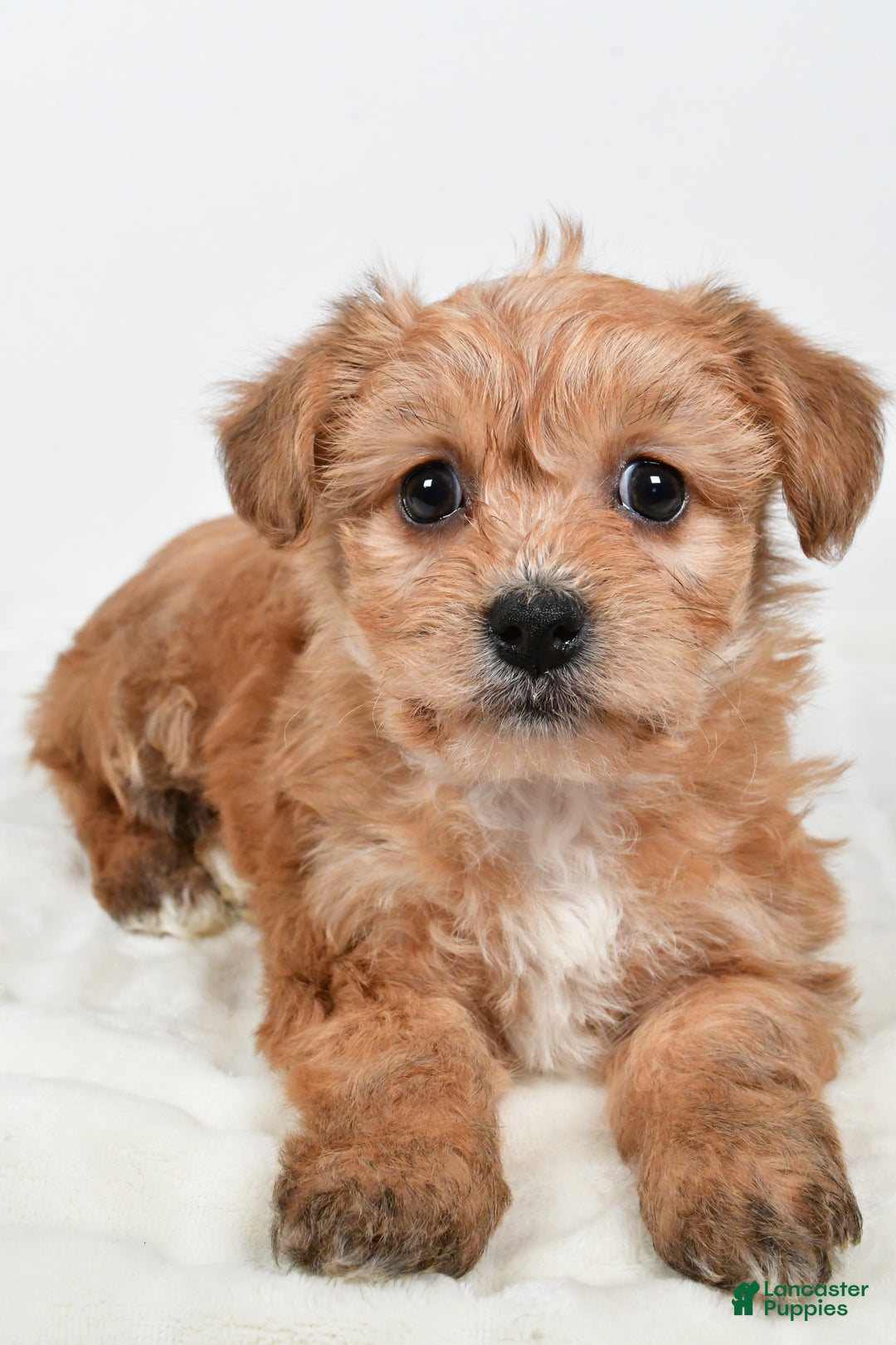 Morkie dogs for sale: Nikki - Ad 4