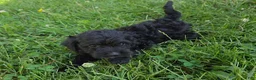 Cavapoo dogs for sale: Onyx - Ad 6
