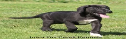 Great Dane dogs for sale: Max - Ad 8