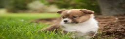 Welsh Corgi Pembroke dogs for sale: Jessie - Ad 10