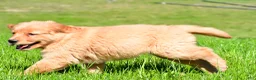 Golden Retriever dogs for sale: Turbo - Ad 10