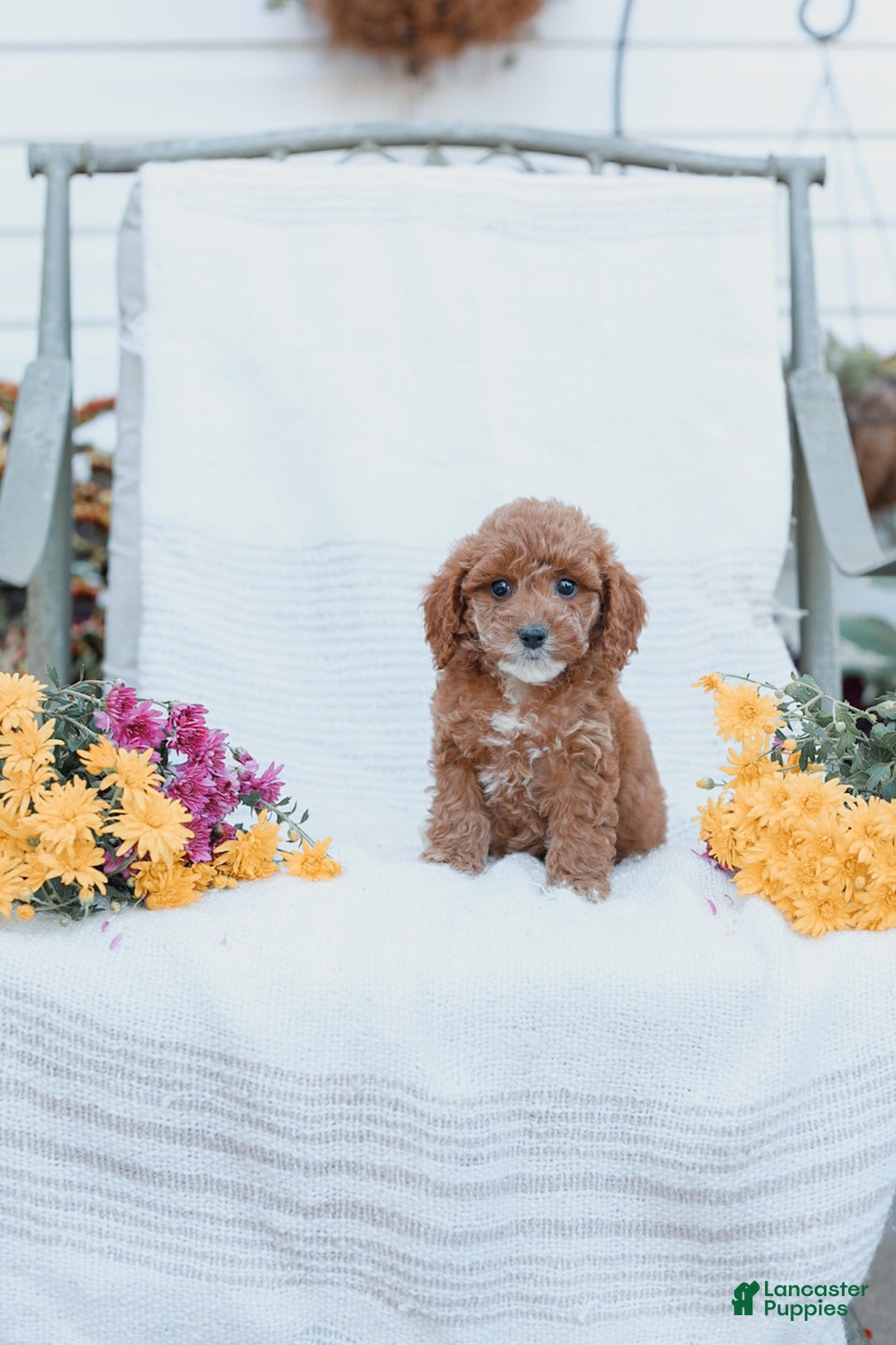 Cockapoo dogs for sale: Curtis - Ad 9