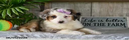 Australian Shepherd dogs for sale: Macey - Ad 4
