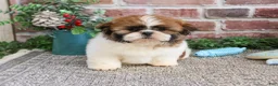 Shih Tzu dogs for sale: John - Ad 6