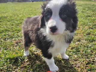 Australian Shepherd dogs Cooper - Ad 29