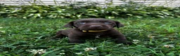Labrador Retriever dogs for sale: Summer - Ad 10