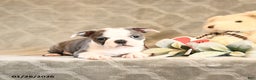Boston Terrier dogs for sale: Hali - Ad 3
