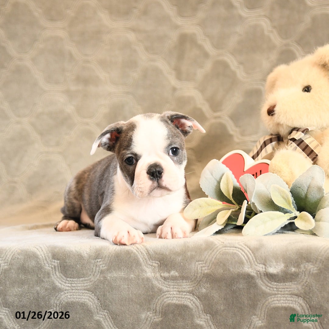 Boston Terrier dogs for sale: Hali - Ad 3