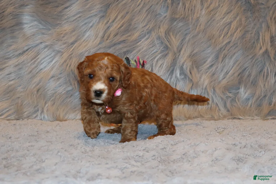 Mini Goldendoodle dogs for sale: Willow 🌷 Genetic Clear Parents - Ad 13