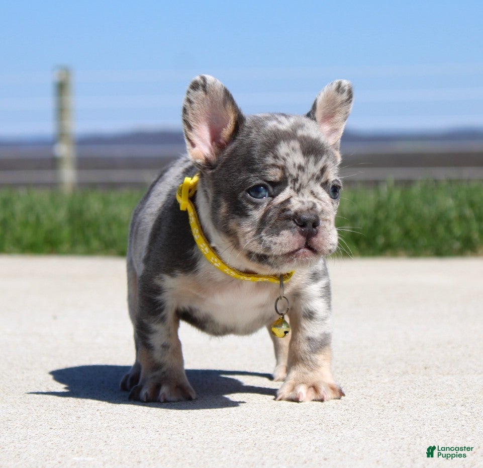 French Bulldog dogs Leo - Ad 2