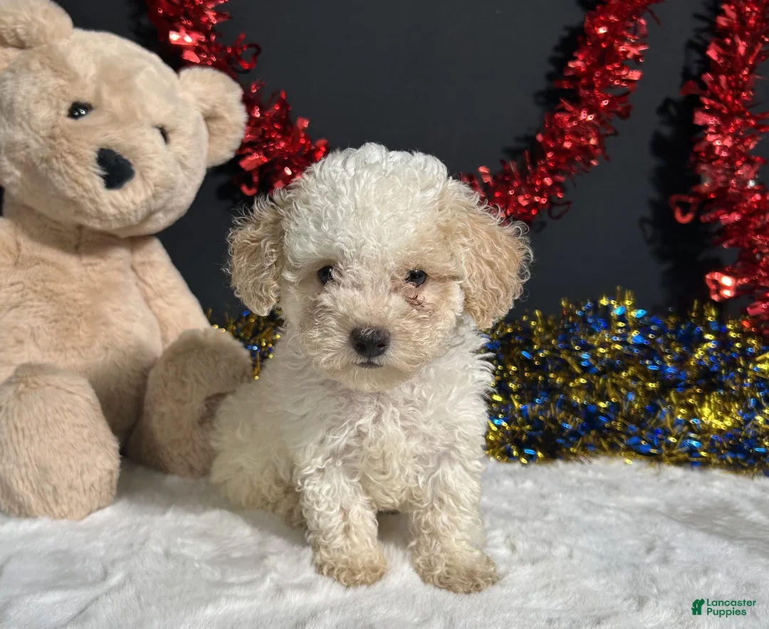 Toy Poodle dogs for sale: Biscuit - Ad 2
