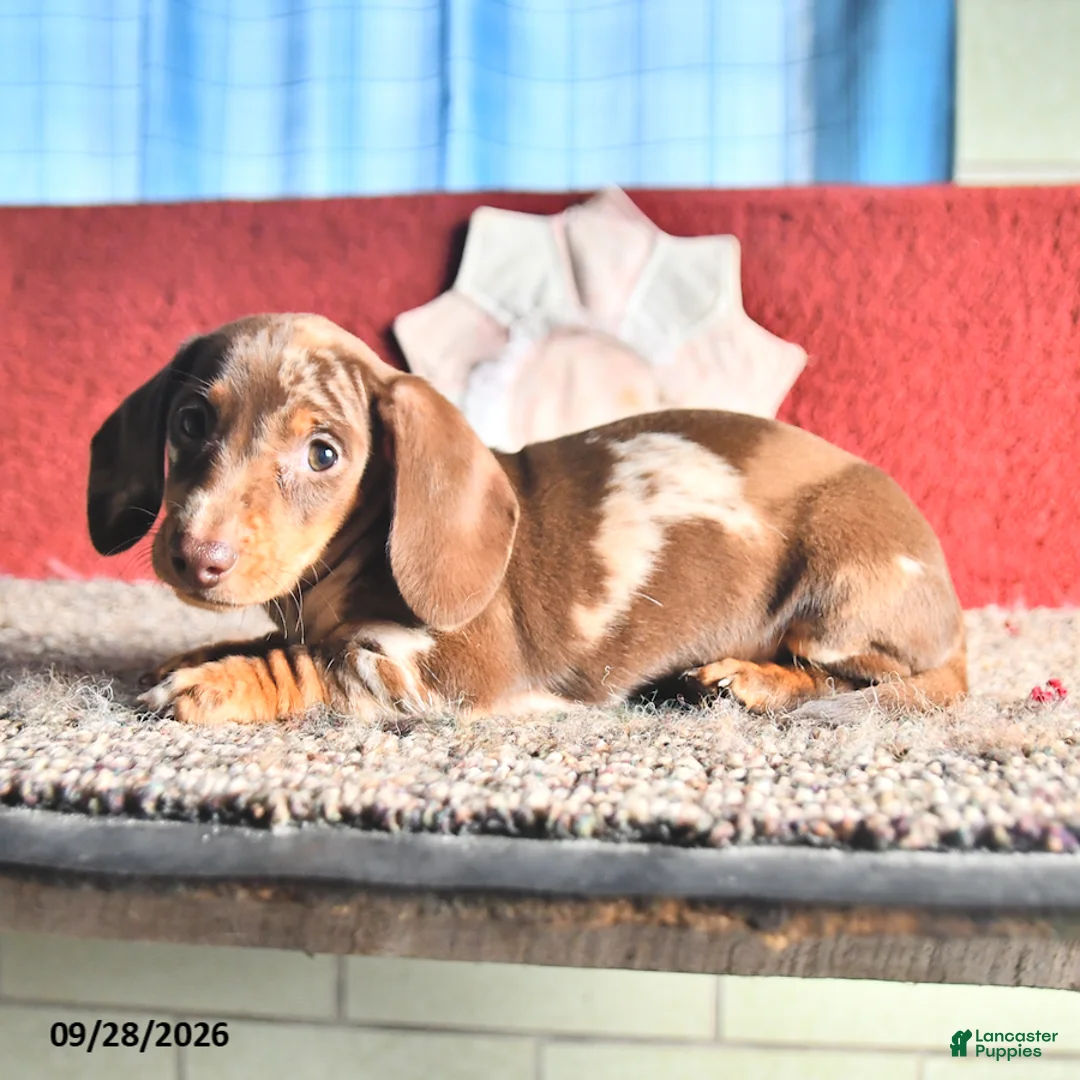 Miniature Dachshund dogs for sale: Rosey - Ad 2