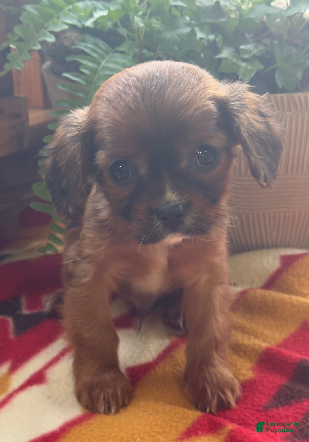 Mixed Breed dogs for sale: Shep - Ad 8